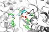 Binding mode of FBP to EI as predicted by MD simulations